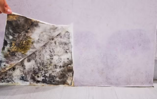 How Does Mold Effect the Body